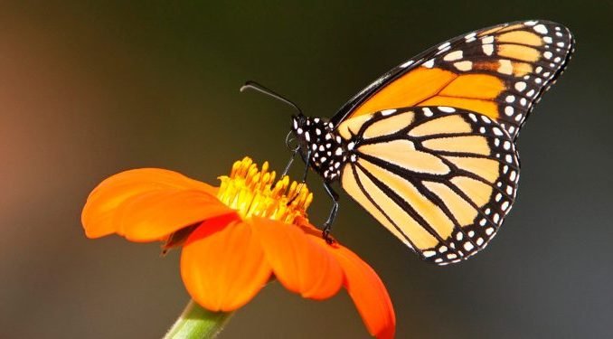 Todo lo que debes saber de una Mariposa Monarca