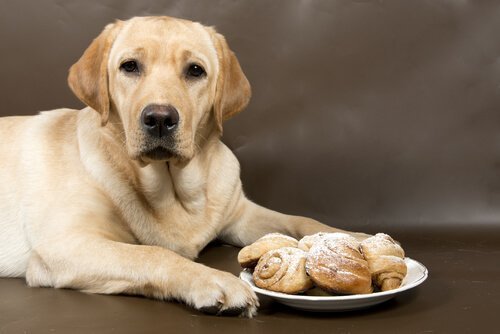 Snacks para gatos y perros para mantenerlos ocupados